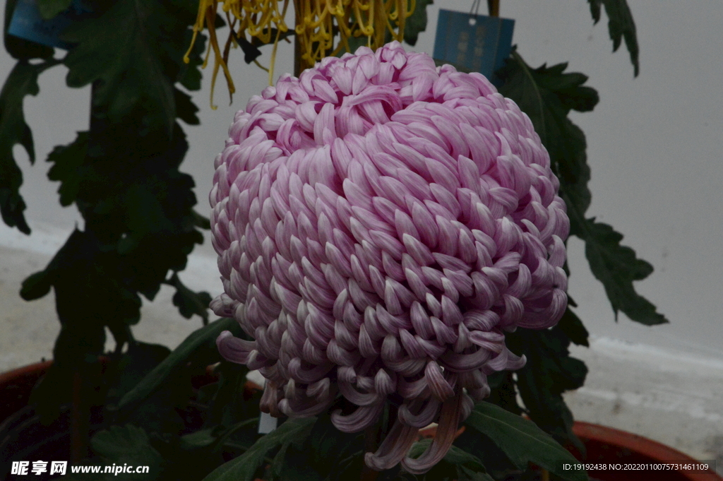 菊花 