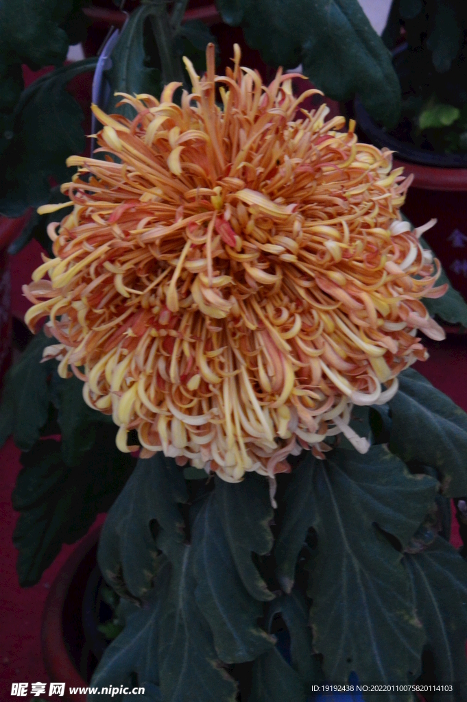 菊花 