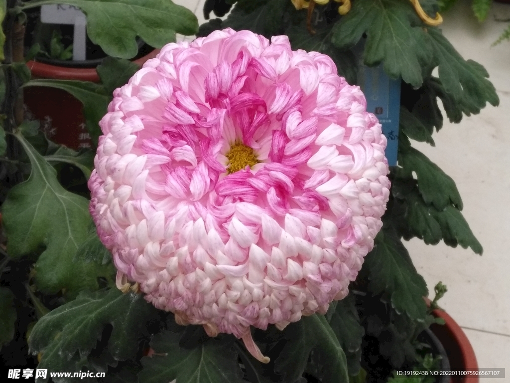 菊花
