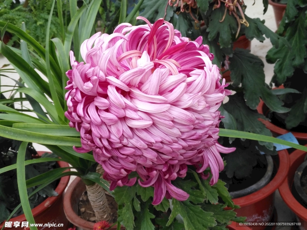 菊花 