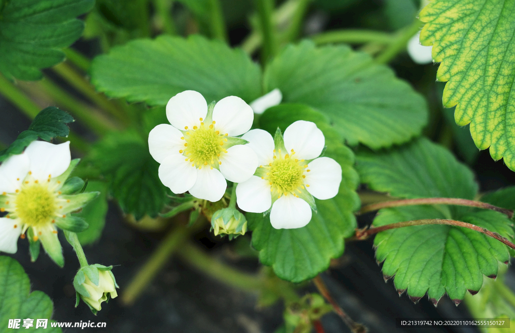 草莓花