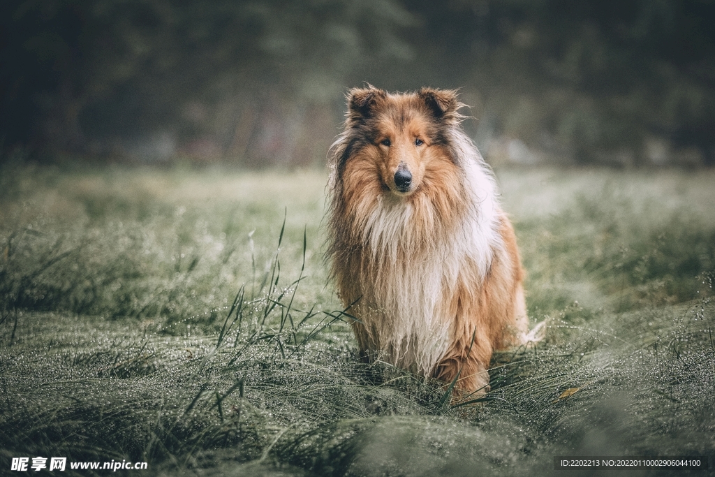 牧羊犬