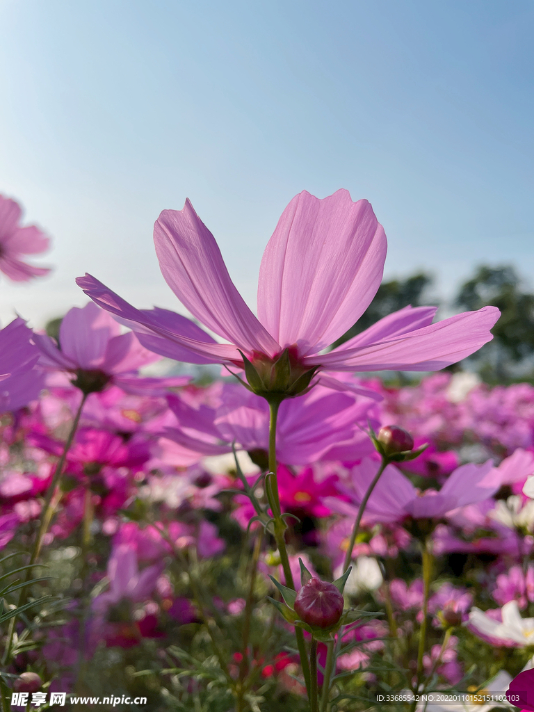 格桑花