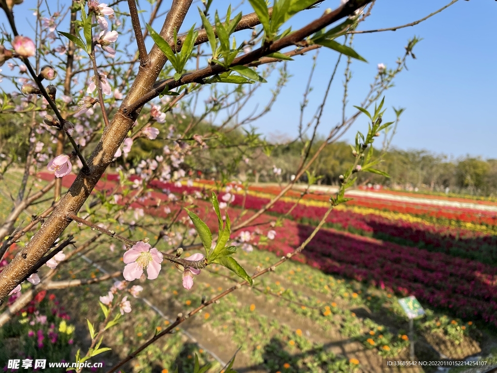 桃花