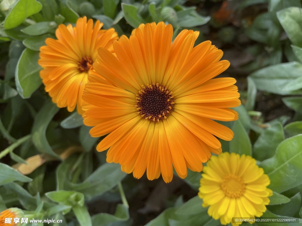 花