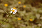 小黄花雏菊