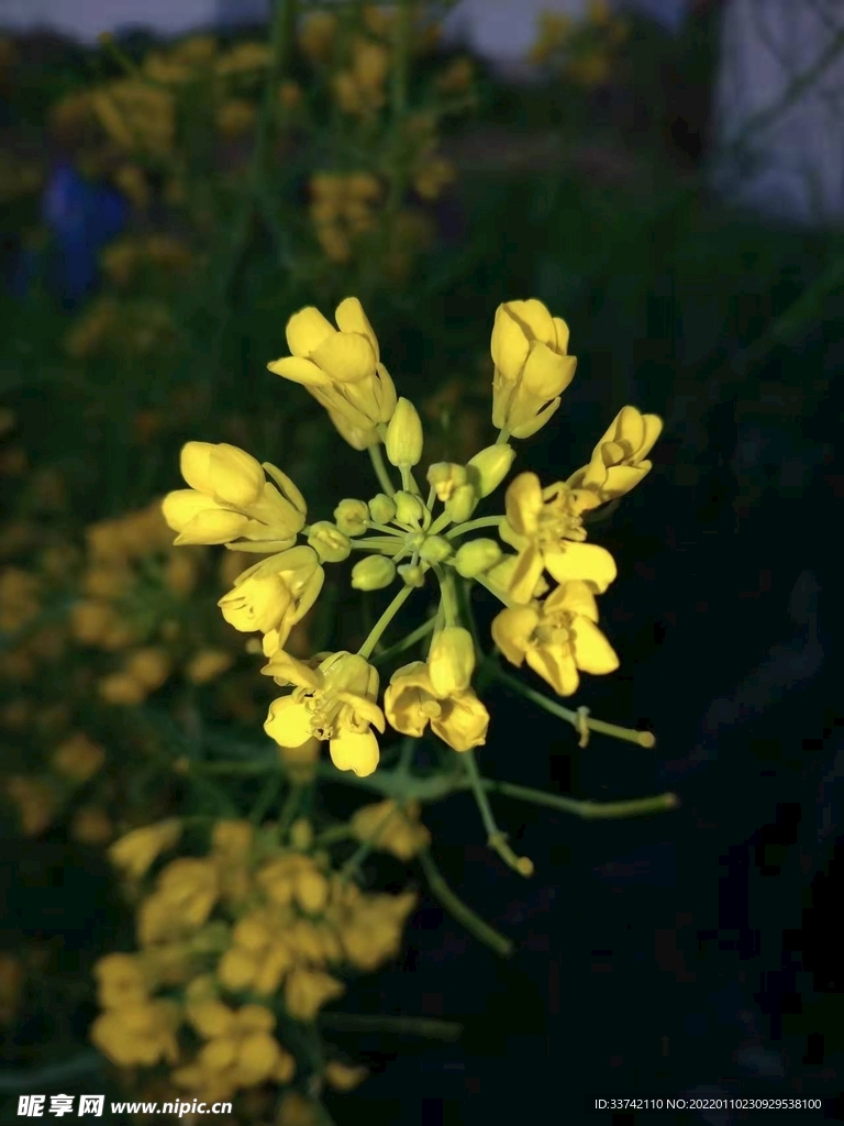 花