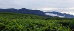 茶山