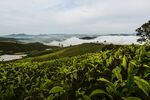 茶山