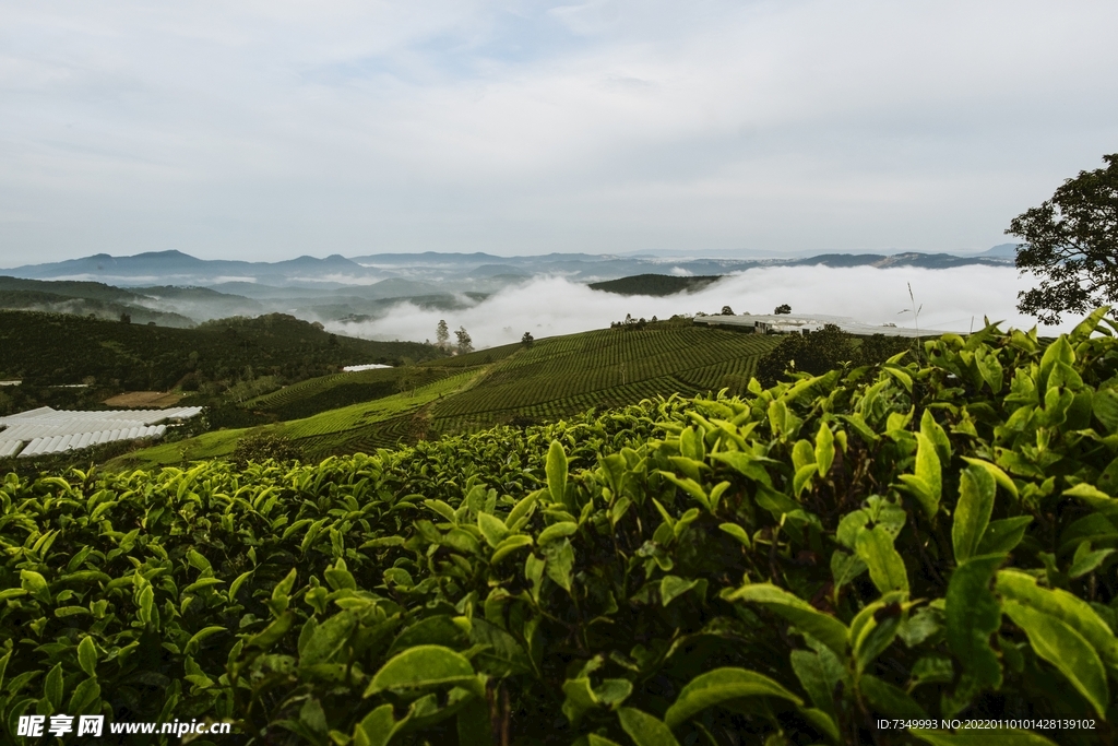 茶山