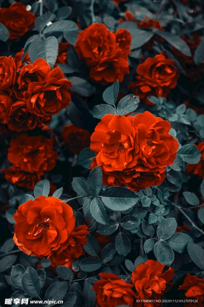 月季花