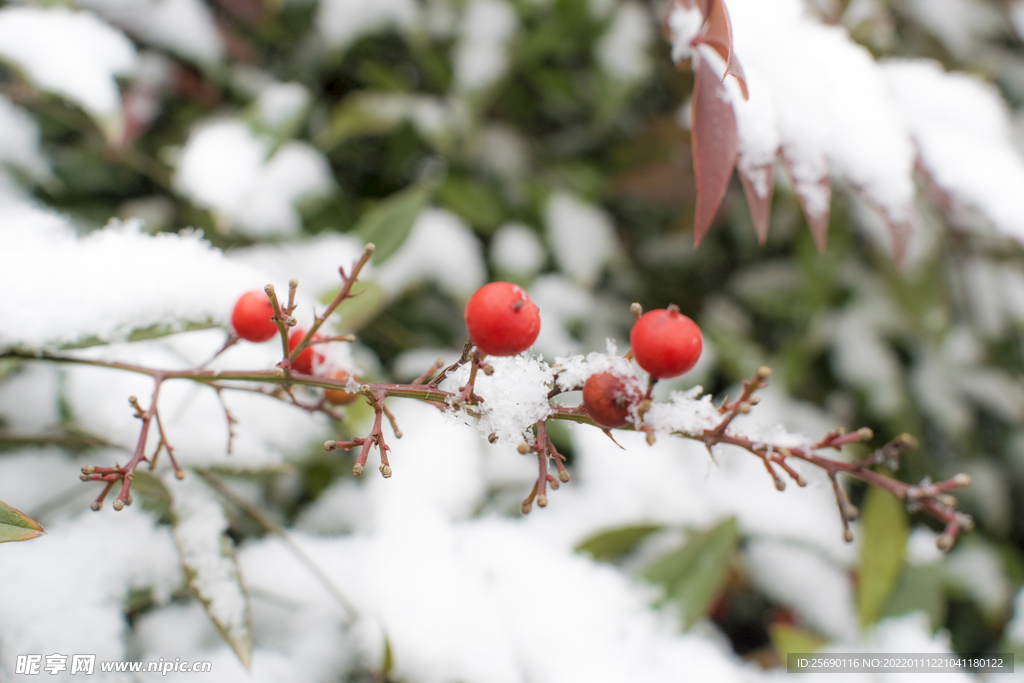 雪中一点红