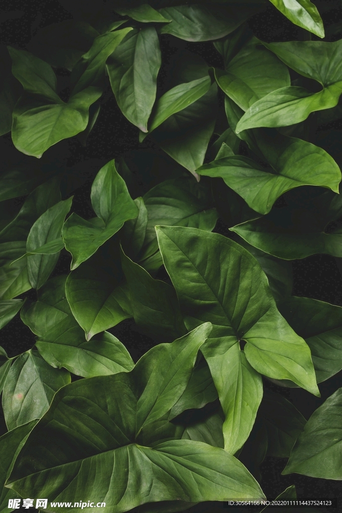 户外绿叶绿植景观背景素材