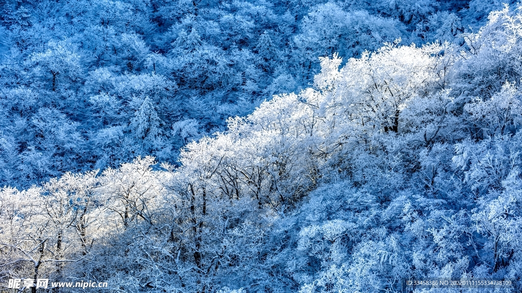 白雪皑皑的树木