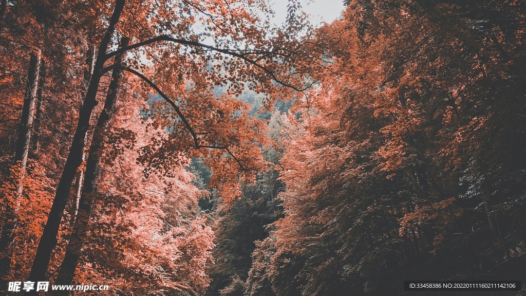 树林壁纸