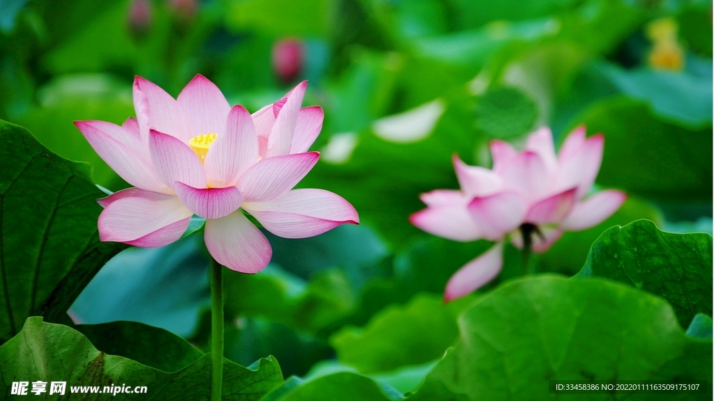 荷花壁纸