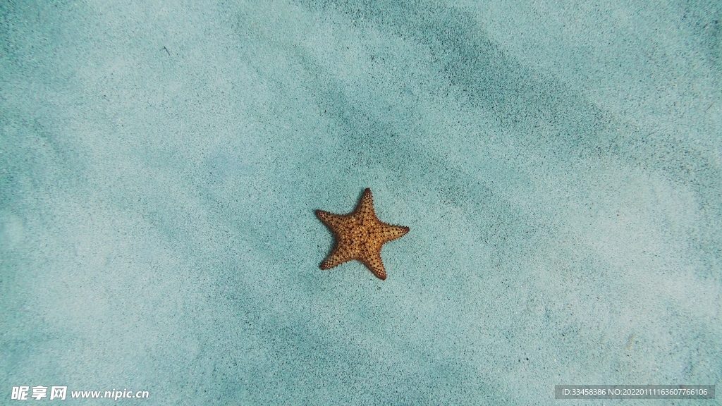 海星壁纸