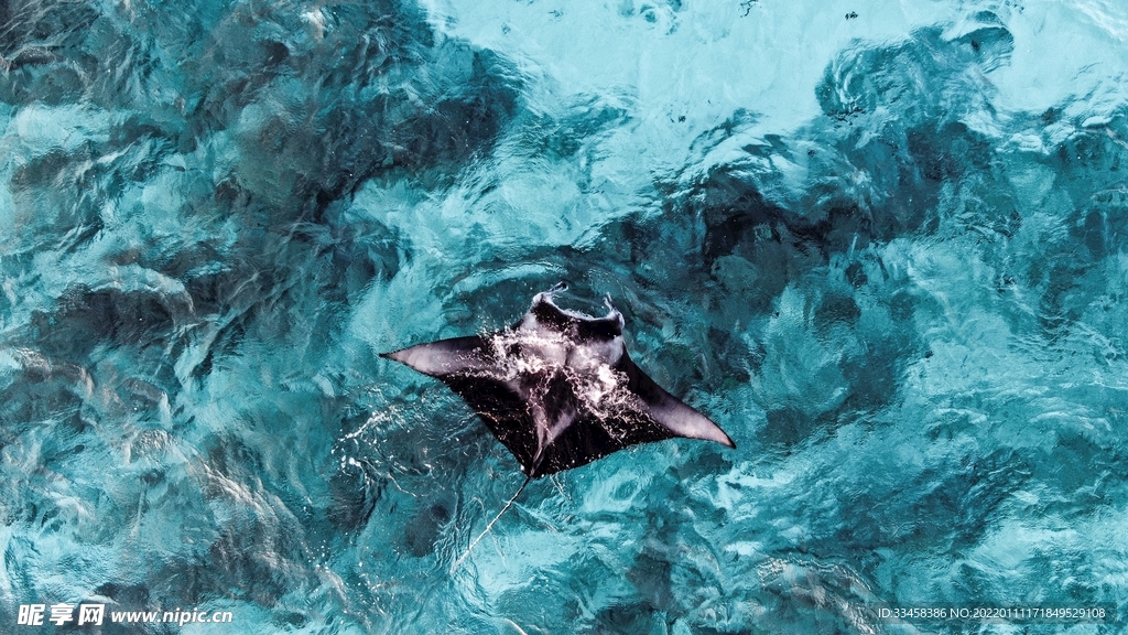 海洋生物壁纸