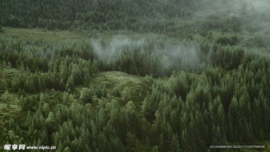 森林壁纸