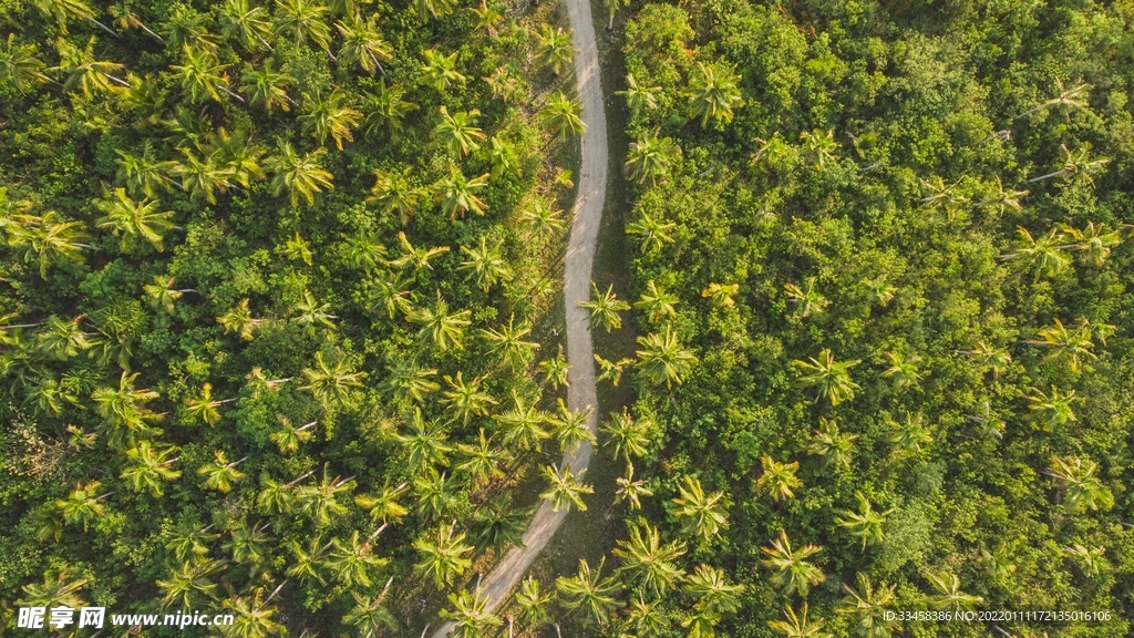 森林壁纸