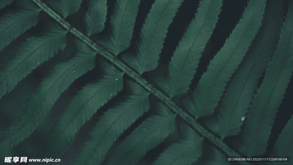 树叶壁纸