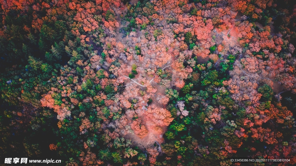 森林壁纸