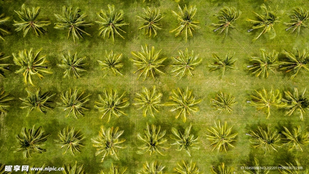 树木壁纸