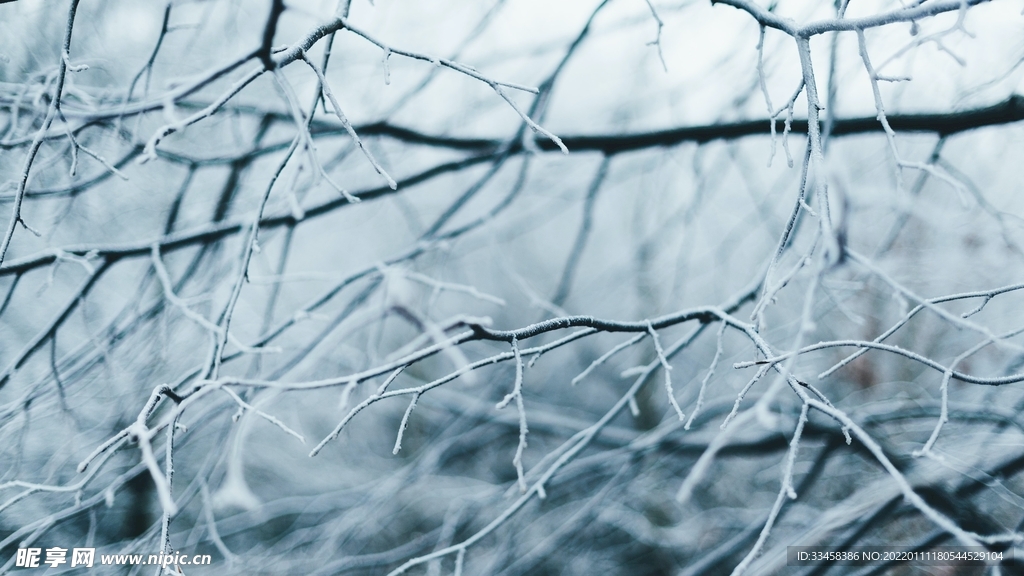 树枝上的厚雪