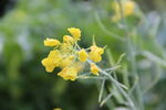 油菜花小黄花