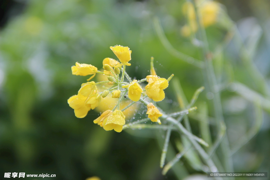 油菜花小黄花