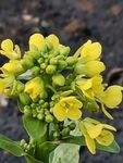 油菜花