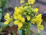 油菜花