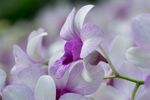 蝴蝶兰鲜花