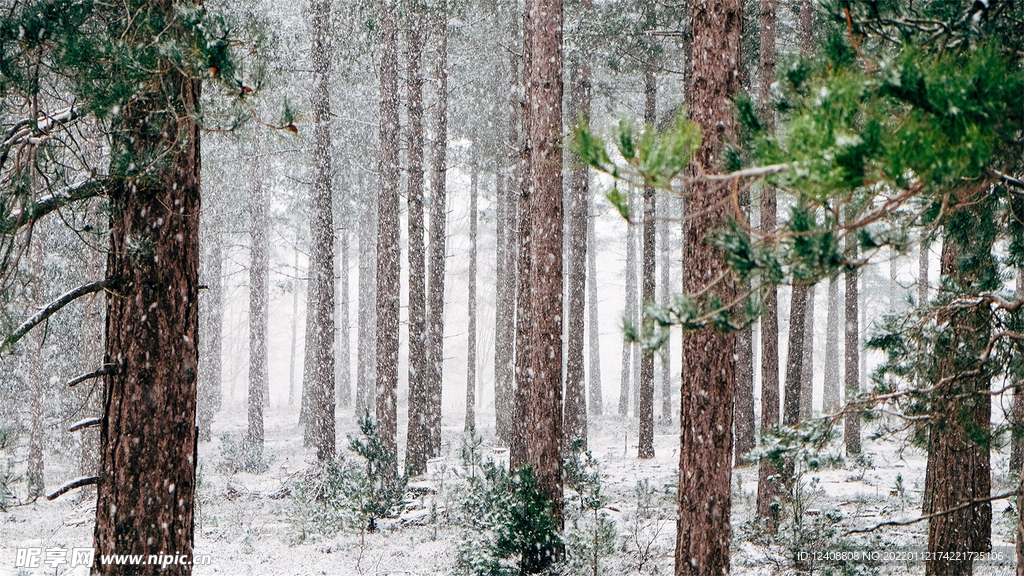 林海雪原