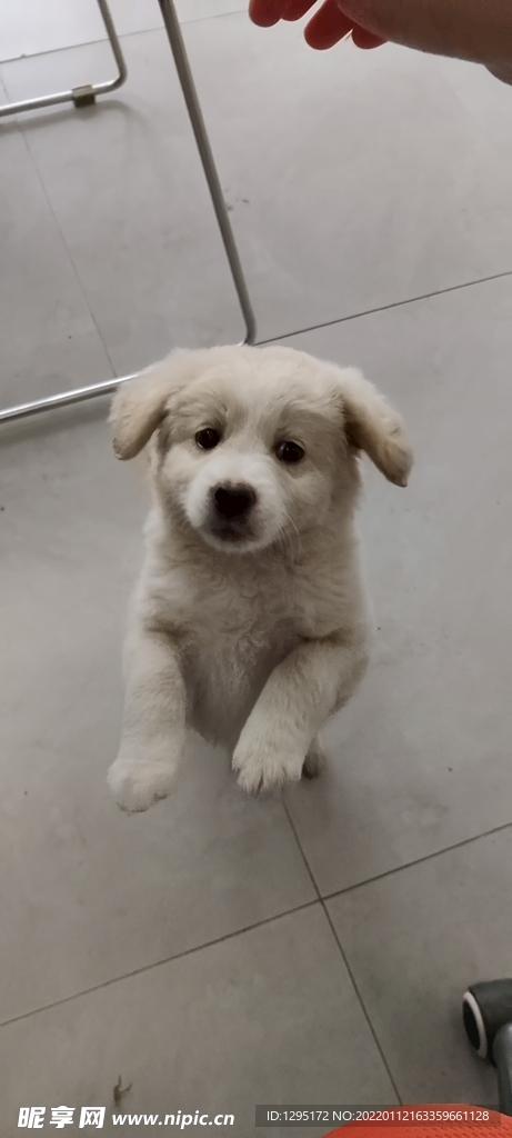 小白狗