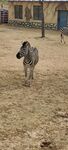 斑马 可爱 条纹  野生动物