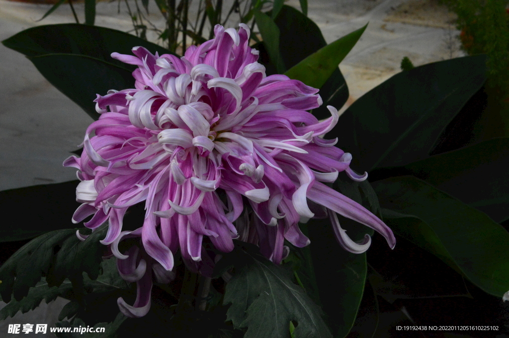 菊花 