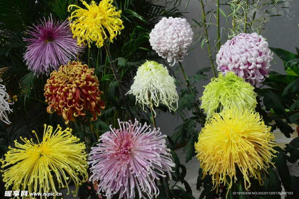 菊花 