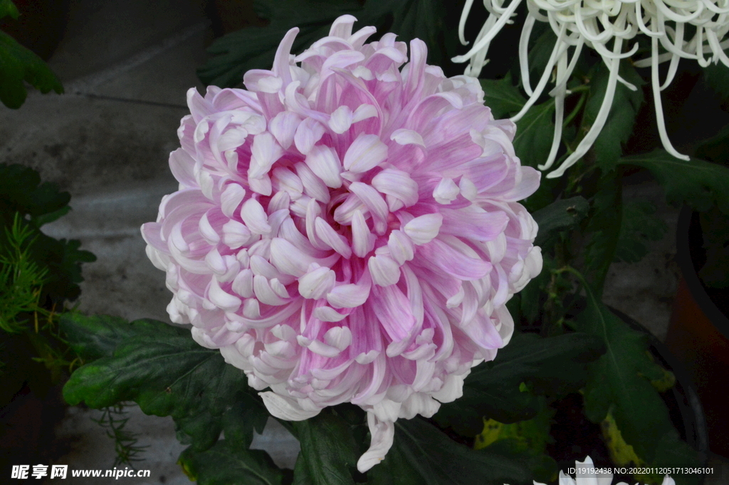 菊花 