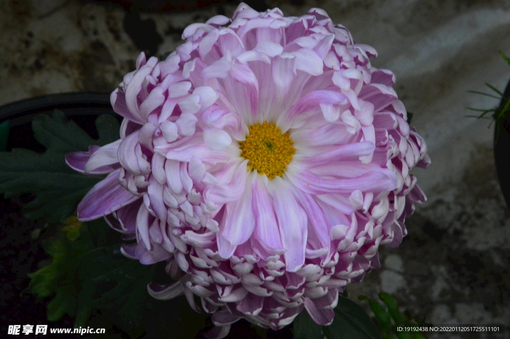 菊花