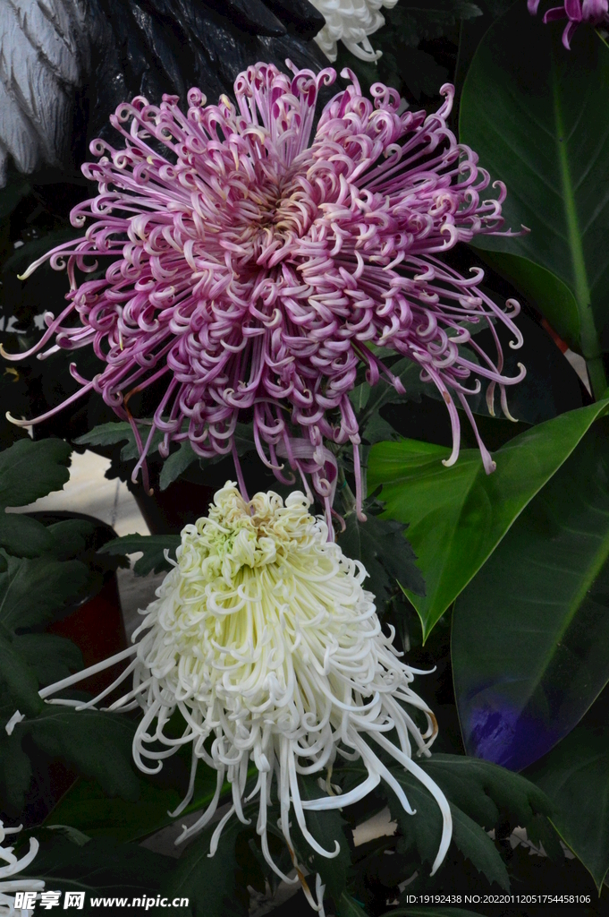 菊花 
