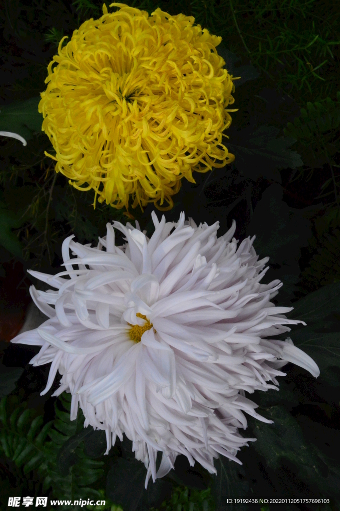 菊花