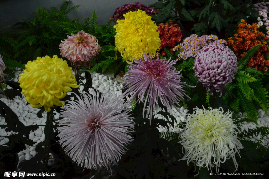 菊花