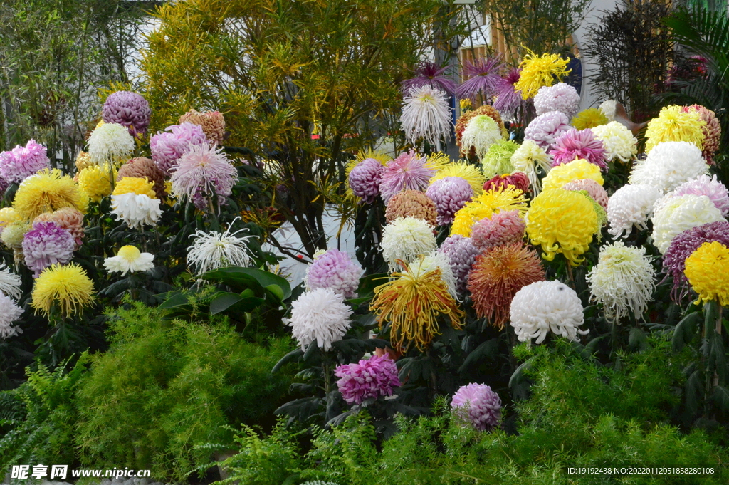 菊花