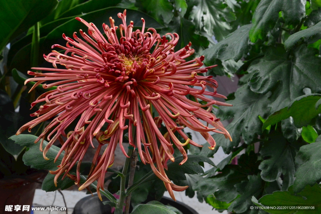 菊花