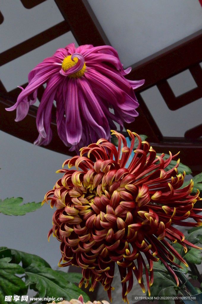 菊花 