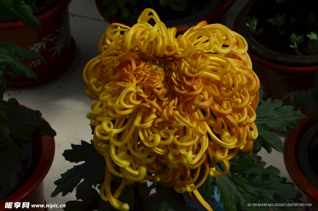 菊花 