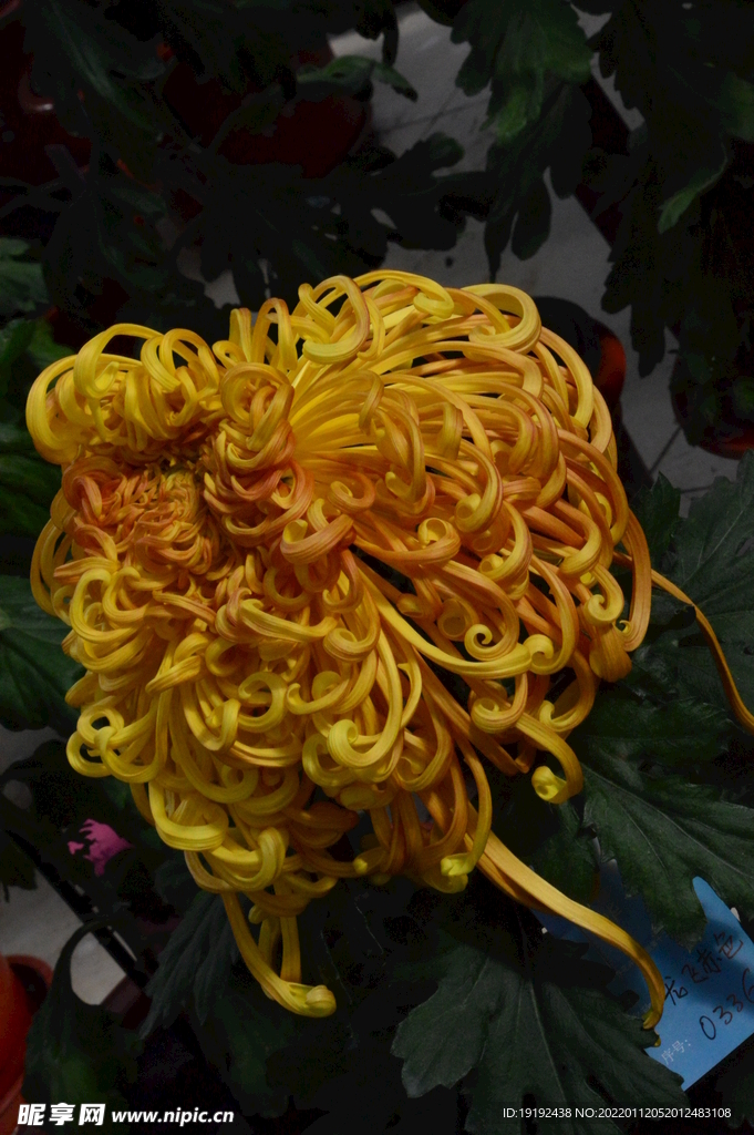 菊花 