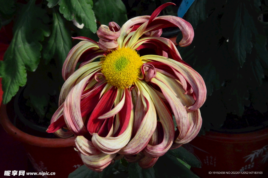 菊花