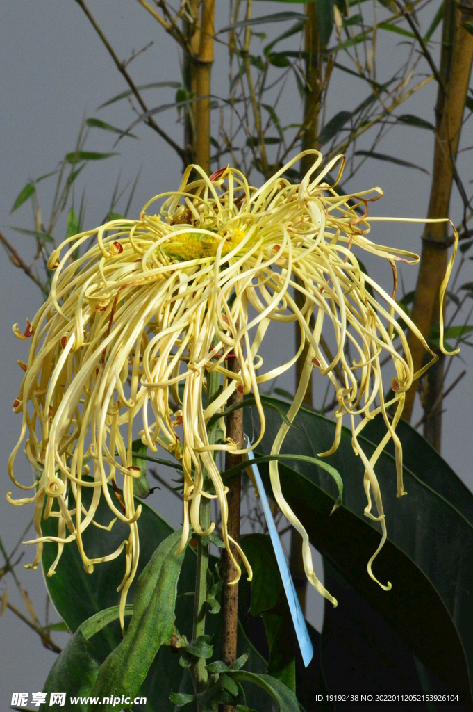 菊花 